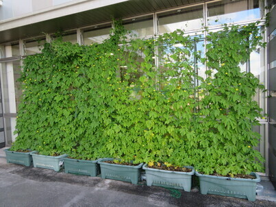 宮ノ陣クリーンセンターの緑のカーテンの写真