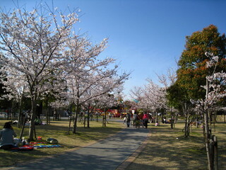 お花見広場