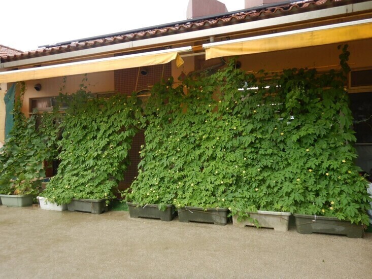 筑水保育園の緑のカーテンの様子
