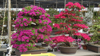 久留米市 裹在里面关于杜鹃花节