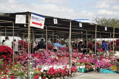 久留米市 裹在里面关于杜鹃花节