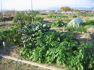 市民農園の農作物の写真
