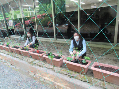 緑のカーテン植え込み中