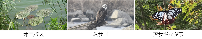 オニバス、ミサゴ、アサギマダラの画像