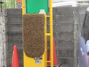 ミツバチの画像2