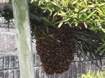 ミツバチの画像1