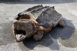 地面に置かれたワニガメ