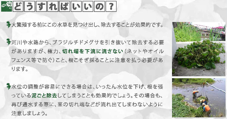 ブラジルチドメグサの防除方法