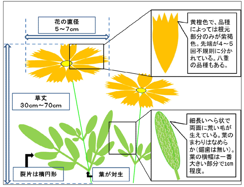 オオキンケイギクの形状