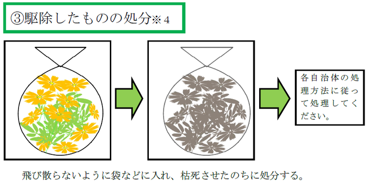 オオキンケイギクの処分方法