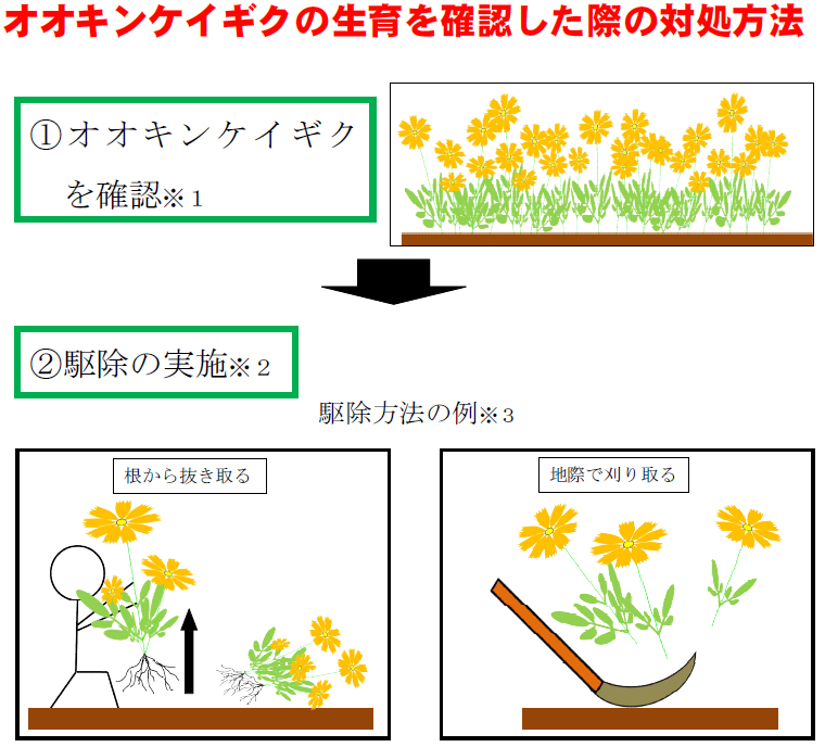 オオキンケイギクの対処方法