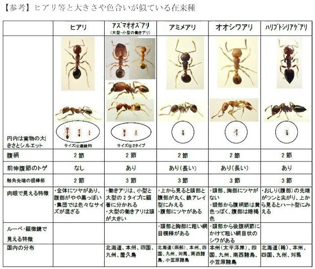 ヒアリ類似在来種