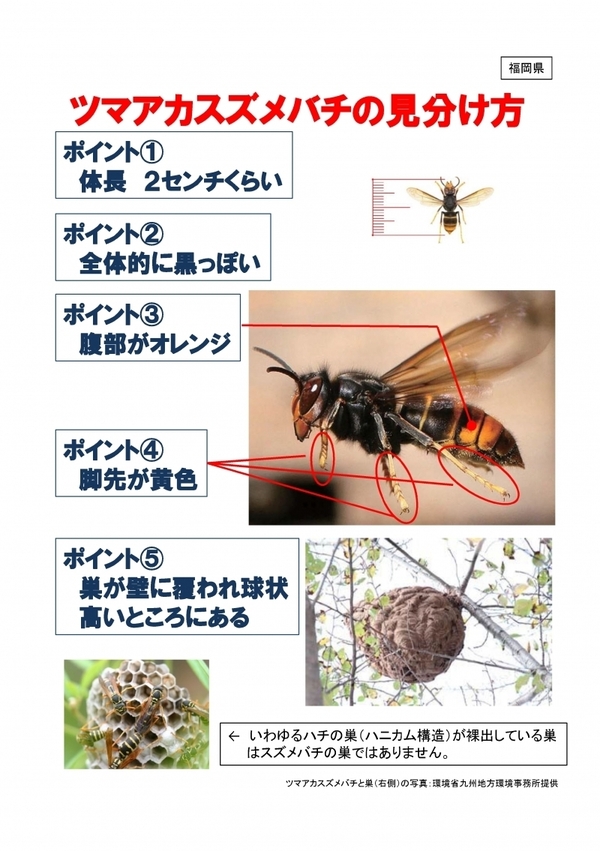 ツマアカスズメバチの見分け方