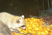 廃棄されたミカンを食べるアライグマ