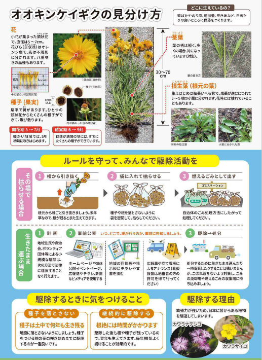 オオキンケイギク啓発チラシ裏面