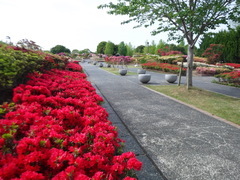 久留米市 久留米市の花 久留米つつじ