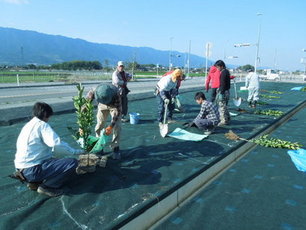 ミカン苗植栽状況