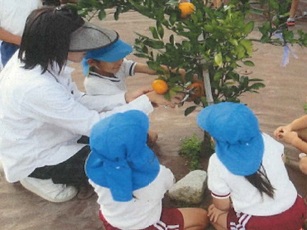 ヤエベニシダレ桜植栽状況