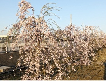 ヤエベニシダレ桜の写真