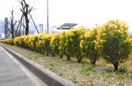 久留米市 生け垣設置奨励金制度 久留米市 生け垣設置奨励金制度