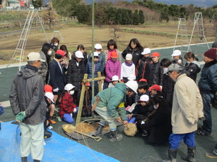 ヤエベニシダレ桜の植樹の仕方を説明