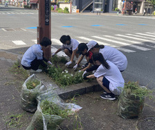 明治通り除草ボランティア活動状況