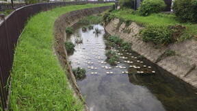 桃太郎川護床ブロック整備完了状況