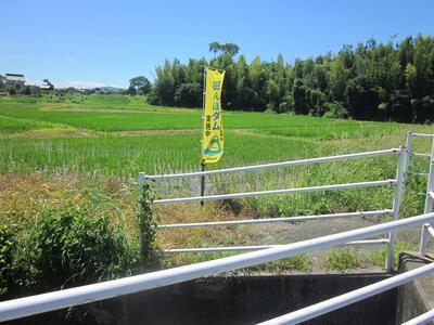 令和７年度取り組み中の田んぼの状況写真