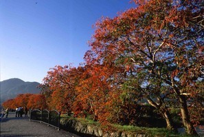 ハゼ並木の風景