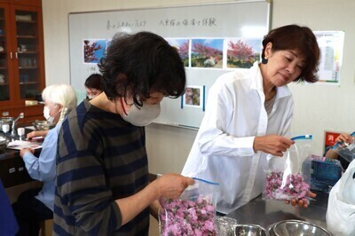 桜の塩漬けを作る参加者