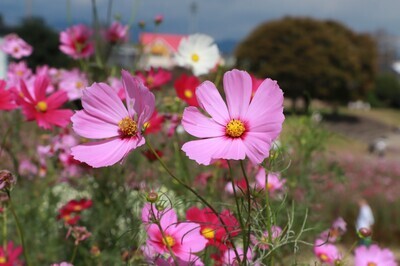 コスモスが咲いている写真