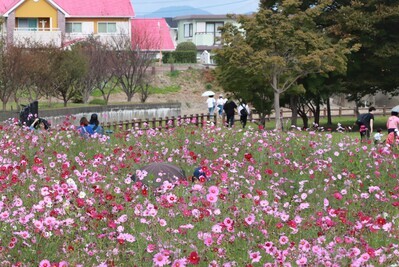 コスモスパークに咲くコスモス