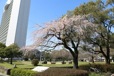 開花を迎えた桜