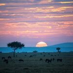 ケニアの草原と野生動物の写真