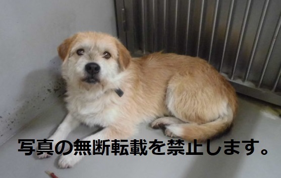 久留米市 保護犬 猫の情報 久留米市 保護犬 猫の情報