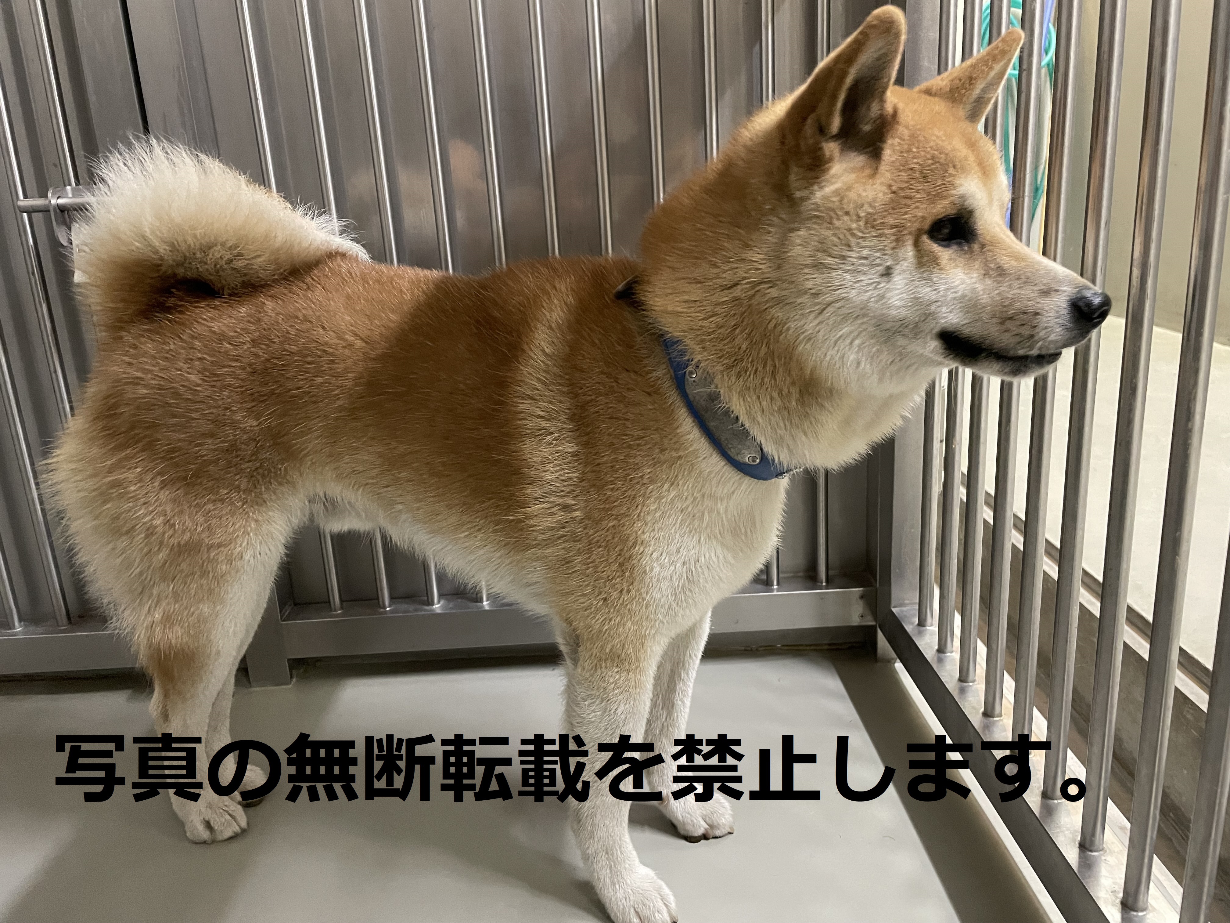 久留米市 保護犬 猫の情報 久留米市 保護犬 猫の情報
