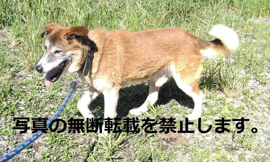 久留米市 犬 猫の譲渡 久留米市 犬 猫の譲渡