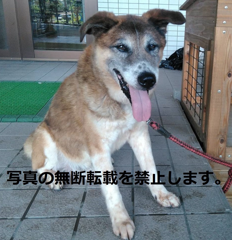 久留米市 犬 猫の譲渡 久留米市 犬 猫の譲渡