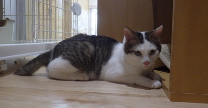 譲渡猫の写真(J8005)