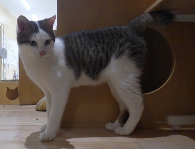保護猫(J8005)の写真