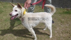 保護動物の写真です