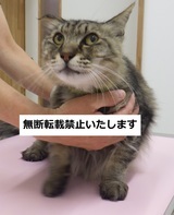 8006