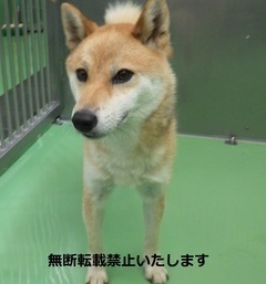 保護犬の写真(8007)