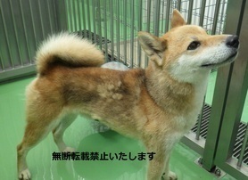保護犬横向きの写真(8007)