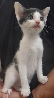 譲渡犬猫番号：J7001の画像