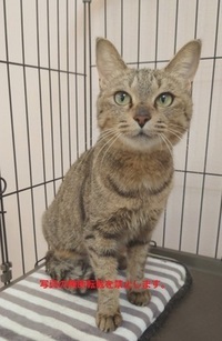 譲渡犬猫番号J7012の画像です