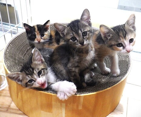 譲渡子猫の写真（4匹）