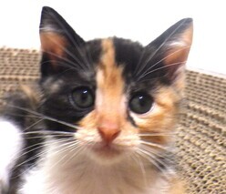 譲渡子猫の写真