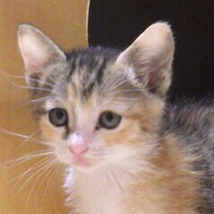 譲渡子猫の写真