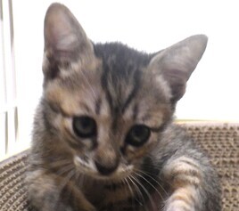 譲渡子猫の写真